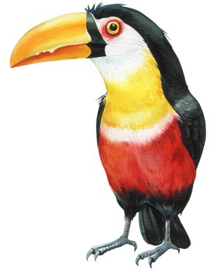 Beautiful birds, toucan watercolor illustration isolated on white background. Exotic bird. High quality illustration