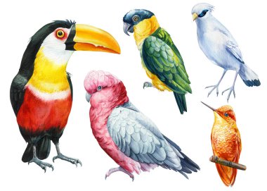 Collection of tropical birds. Parrots, hummingbird, Jalak Bali, toucan watercolor illustration isolated on white background. High quality illustration
