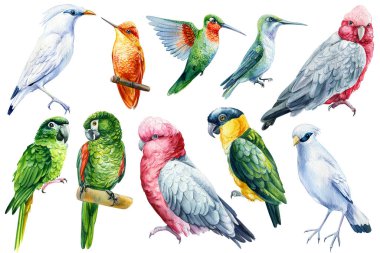 Set of tropical birds. Parrots, hummingbird, Jalak Bali, and cockatoo watercolor illustration isolated on white background. High quality illustration