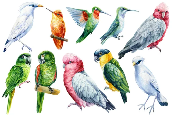 Set Tropical Birds Parrots Hummingbird Jalak Bali Cockatoo Watercolor Illustration — Foto de Stock