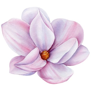 Magnolia flower on an isolated white background. Hand drawn watercolor illustration. High quality illustration