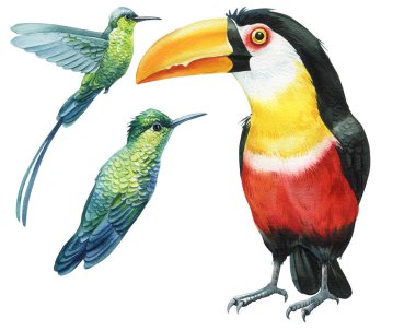 Beautiful birds, toucan watercolor illustration isolated on white background. Exotic bird. High quality illustration