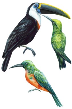 Collection Birds. rufous-tailed jacamar, toucan and hummingbird. Tropical watercolor illustration on white background. High quality illustration