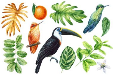 Tropical Set of palm leaf, orange, toucan and hummingbird. Watercolor illustration, flora on white background. High quality illustration