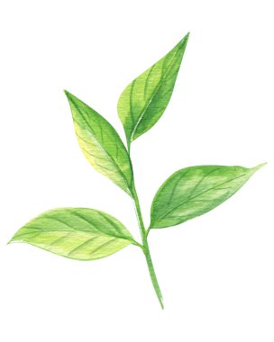 Watercolor Green leaf, illustration isolated on white background. High quality illustration