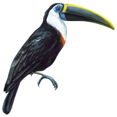 Collection Birds. Tropical watercolor illustration isolated on white background. High quality illustration