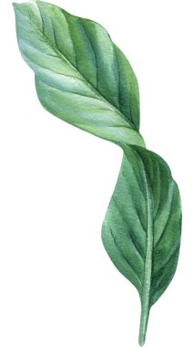 Tropical green leaves, palm leaf white background, watercolor botanical painting. High quality illustration