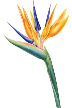 Strelitzia, set of tropical bright flowers and leaves, flower of paradise on a white background, watercolor illustration, botanical painting. High quality illustration