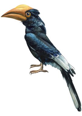 Tropical bright birds of flowers and leaves on a white background, watercolor illustration, botanical painting. High quality illustration