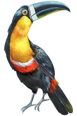 Collection Birds. Tropical watercolor illustration isolated on white background. High quality illustration