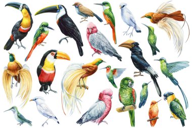 Collection birds, parrot, toucan, hummingbird and hornbill. Tropical watercolor illustration isolated white background. High quality illustration