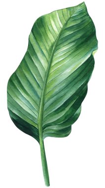 Tropical green leaves, palm leaf white background, watercolor botanical painting. High quality illustration