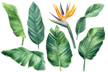Strelitzia, set of tropical bright flowers and leaves, flower of paradise on a white background, watercolor illustration, botanical painting. High quality illustration