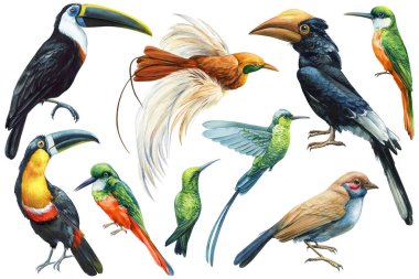 Collection Birds, acamar, toucan, hummingbird and hornbill. Tropical watercolor illustration isolated white background. High quality illustration