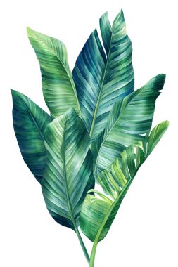 palm leaf, watercolor on isolated white background botanical illustration, tropical flora, jungle design. High quality illustration