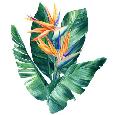 Strelitzia flowers, watercolor on isolated white background botanical illustration, tropical flora, jungle design. High quality illustration
