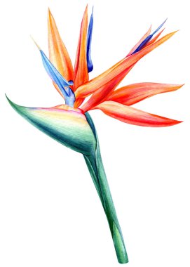 Strelitzia flower, bird of paradise, watercolor painting isolated, botanical illustration, tropical flora, jungle design. High quality illustration