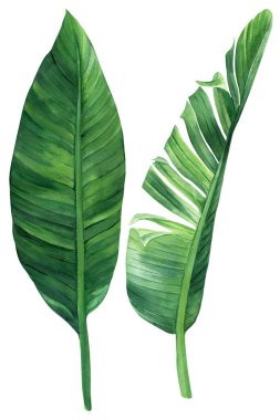 tropical leaves watercolor on isolated white background botanical illustration, green plant, jungle design. High quality illustration