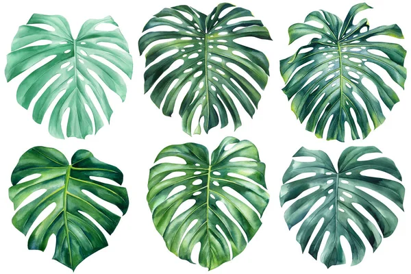 Акварель Листьев Монстера Изолированном Белом Фоне Ботанической Иллюстрации Тропических Растений — стоковое фото