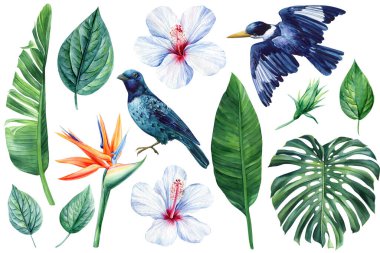 Birds, flowers and leaves on isolated white background, botanical illustration, watercolor various tropical plant. High quality illustration