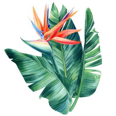 Exotic flowers, watercolor on isolated white background botanical illustration, tropical flora, jungle design. High quality illustration