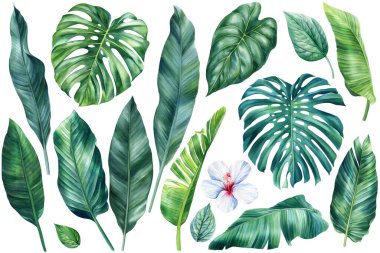 Green plant on isolated white background, botanical illustration, watercolor various tropical leaves, jungle design. High quality illustration