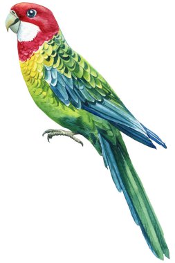 Watercolor parrot on isolated white background. bird illustration. Hand drawing, tropical birds. High quality illustration