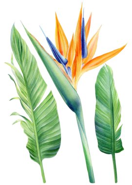 Green leaves, bird of paradise, watercolor painting isolated, botanical illustration, tropical flora, set Strelitzia flower, . High quality illustration