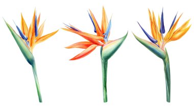 Exotic strelitzia flowers, bird of paradise. Watercolor painting isolated, botanical illustration, tropical flora, . High quality illustration