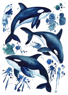 Beautiful killer whale in the ocean isolated white background. Watercolor illustration, splashes, drops and stains of paint hand drawing. High quality illustration
