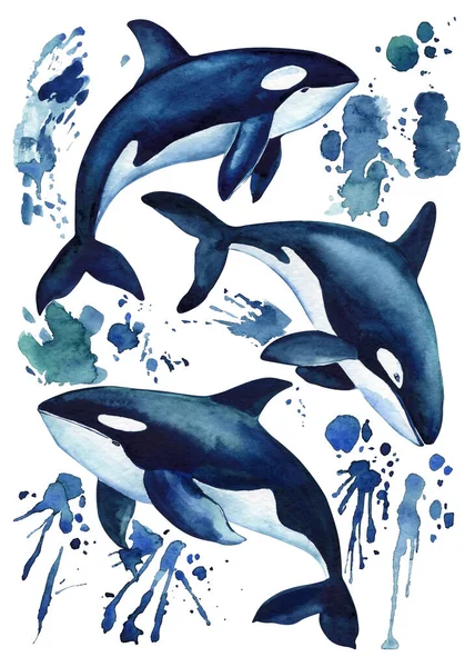 Beautiful Killer Whale Ocean Isolated White Background Watercolor Illustration Splashes — Stockfoto