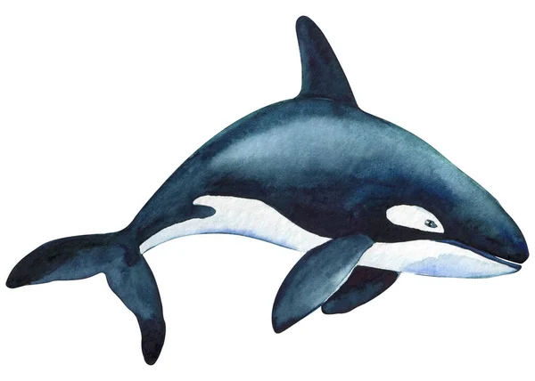 Beautiful Killer Whale Isolated White Background Watercolor Illustration Hand Drawing — Stock Fotó