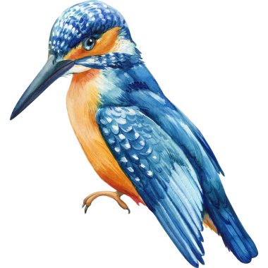 Kingfisher on a white isolated background, watercolor illustration, hand drawing, tropical bird. High quality illustration