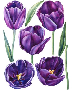 Set of flowers. Violet tulips on a white background. Spring flower. Watercolor illustration. Purple tulips. High quality illustration