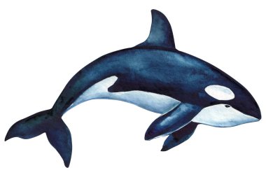 Beautiful killer whale isolated against white background. watercolor illustration, hand drawing. High quality illustration