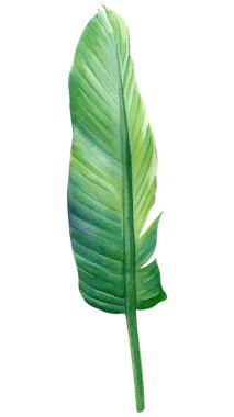 Palm leaves watercolor on isolated white background botanical illustration, tropical flora, jungle design. Set plant. High quality illustration
