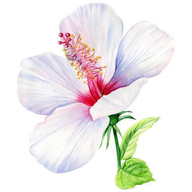 Flower hibiscus on isolated white background. Watercolor hand drawing illustration. Spring flora. High quality illustration