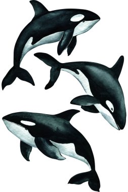 Beautiful killer whale isolated against white background. watercolor illustration, hand drawing. High quality illustration