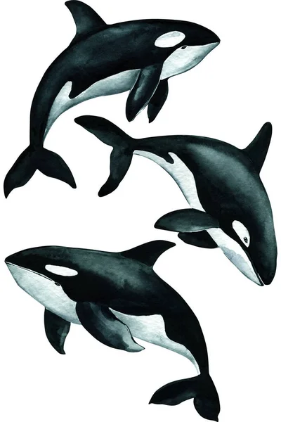 Beautiful Killer Whale Isolated White Background Watercolor Illustration Hand Drawing — Stockfoto