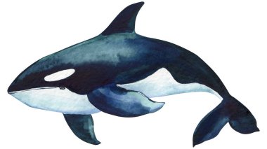 Beautiful killer whale isolated against white background. watercolor illustration, hand drawing. High quality illustration