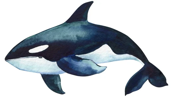 Beautiful Killer Whale Isolated White Background Watercolor Illustration Hand Drawing — Stockfoto