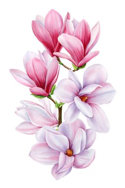 Botanical flowers set with magnolia flowers. Isolated watercolor magnolia flower. Greeting card. High quality illustration