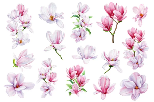Botanical Flowers Set Magnolia Flowers Isolated Elements Magnolia Flower Watercolor — Stockfoto