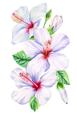 Watercolor hibiscus flower on a white background. Set of tropical flowers elements. Floral bundle. High quality illustration