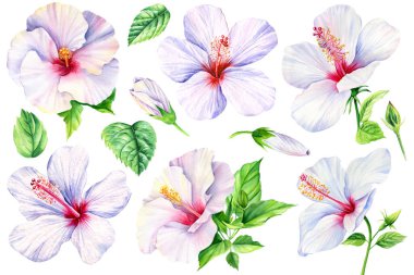 Watercolor hibiscus flower on a white background. Set of tropical flowers elements. Floral bundle. High quality illustration