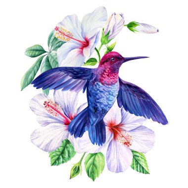 Amfibik çiçekli sinekkuşu, izole edilmiş beyaz arka planda mavi kuş. Suluboya el çizimi çizimi. Yüksek kaliteli illüstrasyon