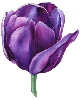 Set of flowers. Violet tulips on a white background. Spring flower. Watercolor illustration. Purple tulips. High quality illustration