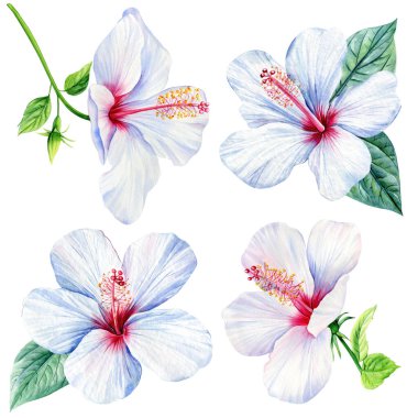 Watercolor hibiscus flower on a white background. Set of tropical flowers elements. Floral bundle. High quality illustration