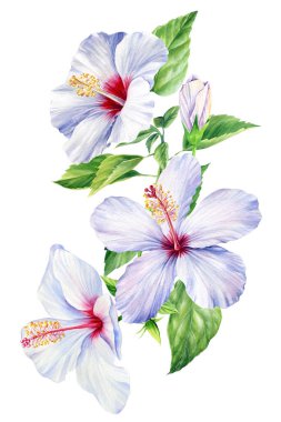 Ayrı beyaz arka planda yaprakları olan Hibiscus çiçekleri. Suluboya botanik illüstrasyon. Tropikal çiçeklerden oluşan bir set. Yüksek kaliteli illüstrasyon