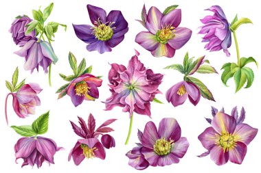 Yabani çiçekler. İzole edilmiş beyaz arka planda Hellebore. Suluboya el çizimi botanik illüstrasyon, çiçek unsurları hazır. - Evet. Yüksek kaliteli illüstrasyon